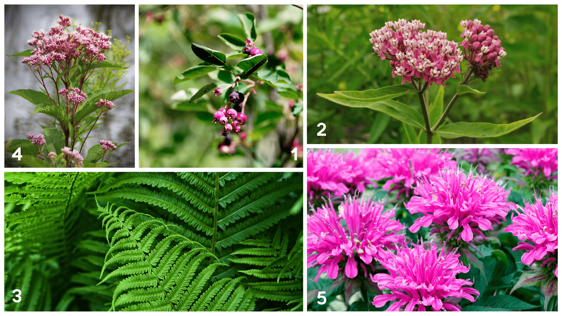 Hudson Valley Gardening Local Nurseries Help You Choose The Right